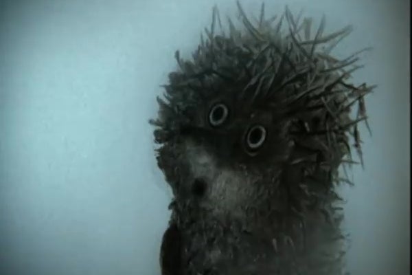 A hedgehog.